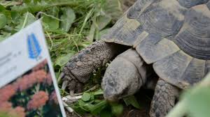 We did not find results for: Turtle Eats Strawberry Youtube