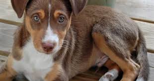 Australian Shepherd Beagle Mix Black And White Roscoe The Australian Shepherd Mix Australian Shepherd Boxer Shepherd Mix Australian Shepherd Mix