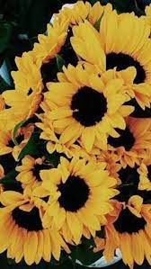 Pin By Ekaa On Wallpaper Sunflower Wallpaper Flower Wallpaper Cute Wallpapers