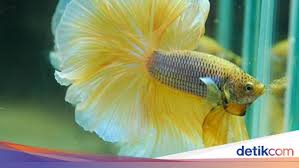 Video ini saya buat khusus untuk edukasi memperkenalkan nama. 7 Jenis Ikan Cupang Yang Mahal Nggak Bakal Rela Digoreng