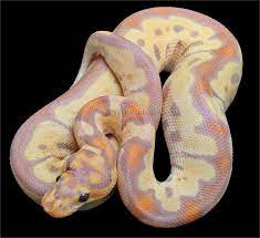 Banana Clown Ball Python Ball Python Pretty Snakes Reptile Room