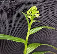 Image result for Habenaria riparia