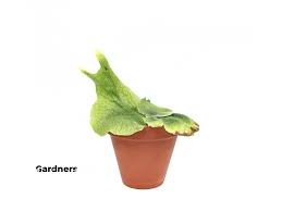 Image result for parožnatka Platycerium