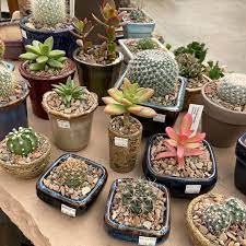 2020 top things to do in tucson. B B Cactus Farm Home Facebook