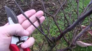 We did not find results for: Pruning Espalier Apple Trees Youtube