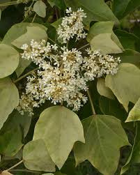 Image result for Aleurites