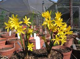 Image result for Cyrtanthus breviflorus