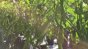 Penanaman secara hidroponik adalah mudah dan ianya adalah permulaan yang sesuai bagi mereka ingin mula berkebun. Penanaman Cili Padi Secara Komersial
