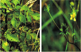 Image result for Bidens biternata