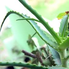 Beneficios y propiedades del aloe vera? Como Cuidar Una Planta De Aloe Vera