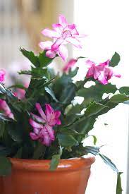 Indoor plant with small pink flowers. 22 Beautiful Blooming Houseplants Better Homes Gardens