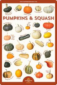Downloads In 2019 Squash Varieties Pumpkin Garden