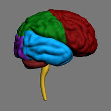 3d Human Brain 3d Human Human Brain Cells Project