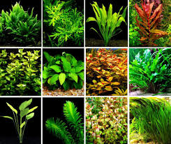 The rock itself becomes the slope. Aquascaping Tips How To Create Your First Aquascape Aquascaping Love