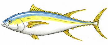 Realistic drawing of a fish in a bowl #drawing //hi! How To Draw A Fish Easily Adobe