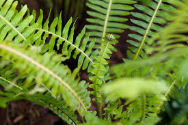 Image result for Blechnum punctulatum