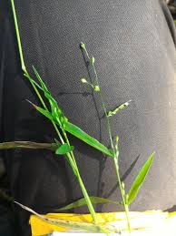 Image result for Urochloa deflexa