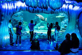 With an amazing 83m long underwater ocean tunnel, 270 degrees panoramic viewing sea bed, 21 themed zones with 47 display tanks. Sea Life Sydney Aquarium Darling Harbour