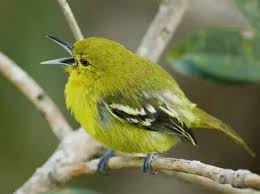 Tips membedakan decu kembang jantan dan betina, decu kembang jantan memiliki warna bulu itam pekat warna perut putih. Daftar Harga Burung Sirtu Lengkap Dan Terpercaya Hobi Burung