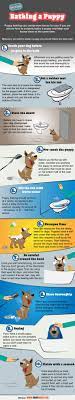 Bathing A Puppy Simple Guidelines By Fast Dogs Infographic Bathing A Puppy Puppies Dog Infographic