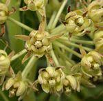 Image result for Xysmalobium sessile