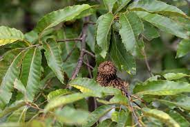 The tree was introduced to america in 1862. Gobbler Sawtooth Oak Chestnut Hill Outdoors