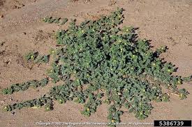 Image result for Tribulus terrestris