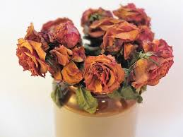 We did not find results for: How To Preserve Flowers Blogs Flowerama Cedar Falls