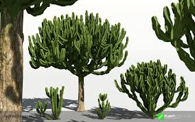Image result for Euphorbia candelabrum