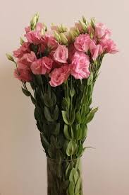 Image result for eustoma flamenco