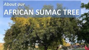 Image result for Salacia rhodesiaca