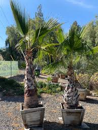 Image result for Washingtonia robusta