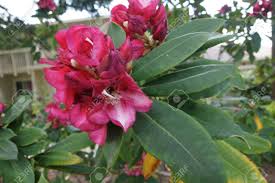 With their wiry, evergreen, grassy leaves, many visitors ask us what the flowering grasses are. Red Rhododendron Evergreen Shrub To Small Tree With Elliptic Lanceolate Thick Leaves And Red Flowers In Clusters Stock Photo Picture And Royalty Free Image Image 33909763