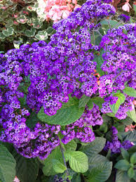 Heliotrope Is Often Found By Its Sweet Scent Rather Than By Sight Northwest Garden Trees To Plant Plants