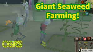 New skilling pets has been revealed in the latest live stream, and they will be live in osrs next week. Giant Seaweed Farming Guide Osrs Great For Ironmen Youtube