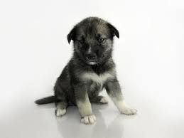 Wann und vor allem wie wird mein hund stubenrein? Welpe Wikipedia