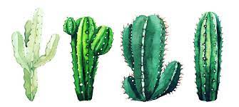 This listing is for 20 hand drawn cactus clipart vector items. 11 404 Best Cactus Clipart Images Stock Photos Vectors Adobe Stock