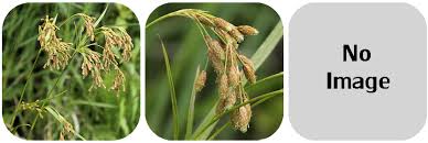 Image result for Scirpus pendulus