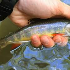 Brook trout are fast developing fish. Wv Wildlife Brook Trout Wchs