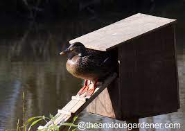 The Duck Nest Box | The Anxious Gardener