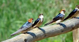 This week's challenge comes from listener barbara weinstein, of lincoln, mass. 25 Different Types Of Birds Names List And Pictures