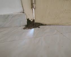 If you have a problem with any of the following please don't hesitate to call for free advice and a quick quote. Pest Control Services In Virugambakkam At Reasonable Rates