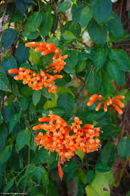 NAKHON RATCHASIMA Province