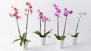 Maybe you would like to learn more about one of these? Floral