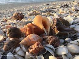 I Lassoed Me A Sanibel Horse Conch Sanibel Shells Shell Beach Sea Shells