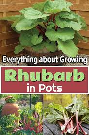 Everything About Growing Rhubarb In Pots In 2020 Growing Rhubarb Growing Vegetables Container Gardening