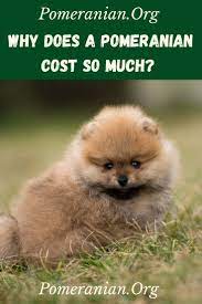 Pomeranian Price How Much Are Pomeranians Pomeranian Dog Pomeranian Puppy Pomeranian