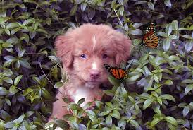 Jesse (Nova Scotia Duck Toller) as a puppy (2001