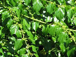 Image result for Colubrina asiatica