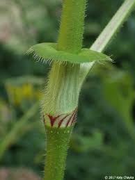 Image result for Berlinia orientalis